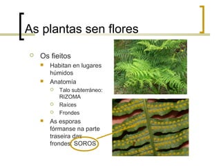 As plantas sen flores
 Os fieitos
 Habitan en lugares
húmidos
 Anatomía
 Talo subterráneo:
RIZOMA
 Raíces
 Frondes
 As esporas
fórmanse na parte
traseira das
frondes: SOROS
 