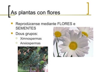 As plantas con flores
 Reprodúcense mediante FLORES e
SEMENTES
 Dous grupos:
 Ximnospermas
 Anxiospermas
 