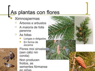 As plantas con flores
 Ximnospermas
 Árbores e arbustos
 A maioría de folla
perenne
 As follas
 Longas e delgadas
 En forma de
escama
 Flores moi sinxelas
(sen cáliz nin
corola)
 Non producen
froitos, as
sementes fórmanse
 