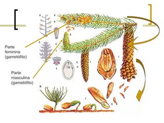 Parte
feminina
(gametófito)
Parte
masculina
(gametófito)
 