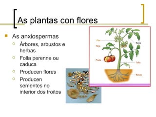 As plantas con flores
 As anxiospermas
 Árbores, arbustos e
herbas
 Folla perenne ou
caduca
 Producen flores
 Producen
sementes no
interior dos froitos
 