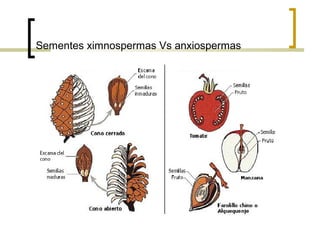 Sementes ximnospermas Vs anxiospermas
 