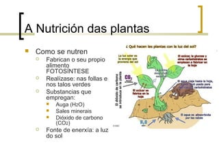 A Nutrición das plantas
 Como se nutren
 Fabrican o seu propio
alimento
FOTOSÍNTESE
 Realízase: nas follas e
nos talos verdes
 Substancias que
empregan:
 Auga (H2O)
 Sales minerais
 Dióxido de carbono
(CO2)
 Fonte de enerxía: a luz
do sol
 