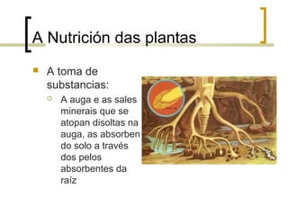A Nutrición das plantas
 A toma de
substancias:
 A auga e as sales
minerais que se
atopan disoltas na
auga, as absorben
do solo a través
dos pelos
absorbentes da
raíz
 