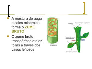  A mestura de auga
e sales minerales
forma o ZUME
BRUTO
 O zume bruto
transpórtase ata as
follas a través dos
vasos leñosos
 