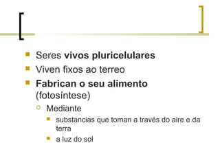  Seres vivos pluricelulares
 Viven fixos ao terreo
 Fabrican o seu alimento
(fotosíntese)
 Mediante
 substancias que toman a través do aire e da
terra
 a luz do sol
 