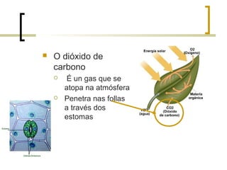  O dióxido de
carbono
 É un gas que se
atopa na atmósfera
 Penetra nas follas
a través dos
estomas
 