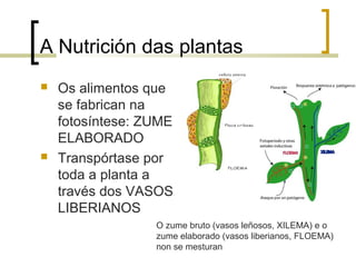 A Nutrición das plantas
 Os alimentos que
se fabrican na
fotosíntese: ZUME
ELABORADO
 Transpórtase por
toda a planta a
través dos VASOS
LIBERIANOS
O zume bruto (vasos leñosos, XILEMA) e o
zume elaborado (vasos liberianos, FLOEMA)
non se mesturan
 