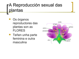 A Reproducción sexual das
plantas
 Os órganos
reproductores das
plantas son as
FLORES
 Teñen unha parte
feminina e outra
masculina
 