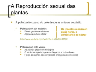  A polinización: paso do pole desde as anteras ao pistilo
 Polinización por insectos
 Flores grandes e vistosas
 Adoitan producir néctar
http://www.youtube.com/watch?v=LYGYSYnRAbE
 Polinización polo vento
 As plantas producen moito pole
 O vento transporta o pole=>chegando a outras flores
 Flores pequenas pouco vistosas (moitas carecen corola)
A Reproducción sexual das
plantas
Os insectos recoñecen
estas flores, e
aliméntanse do néctar
 