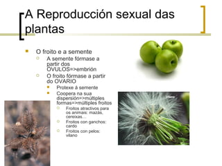 A Reproducción sexual das
plantas
 O froito e a semente
 A semente fórmase a
partir dos
ÓVULOS=>embrión
 O froito fórmase a partir
do OVARIO
 Protexe á semente
 Coopera na sua
dispersión=>múltiples
formas=>múltiples froitos
 Froitos atractivos para
os animais: mazás,
cereixas…
 Froitos con ganchos:
cardo
 Froitos con pelos:
vilano
 