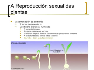 A Reproducción sexual das
plantas
 A xerminación da semente
 A semente cae na terra
 Condicións axeitadas: humidade
 A semente ínchase,
 ábrese a cuberta que a rodea,
 o embrión empeza a crecer cos alimentos que contén a semente
 A raíz afúndese na terra e o talo se eleva
 YouTube - bean sprout germination
 