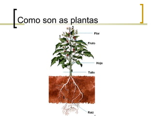 Como son as plantas
 