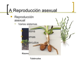 A Reproducción asexual
 Reproducción
asexual
 Varios sistemas
Estolóns
Rizomas
Tubérculos
Estolóns
Rizomas
Tubérculos
 