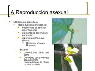 A Reproducción asexual
 Utilidade na agricultura
 Reproducción por escallos:
 fragmentos de talo con
algunha xema
 ao plantalos desenvolve
unha raíz
 da orixe a unha nova
planta
 Xeranios, Vides e
Roseiras
 Enxerto
 Unión dunha planta con
outra
 O enxerto desenvólvese
coas mesmas
características da planta
da que procede
 