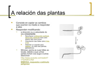 A relación das plantas
 Consiste en captar os cambios
que ocorren no medio e responder
a eles
 Responden modificando:
 a dirección ou a velocidade do
seu crecemento
 Recoñecer a dirección vertical,
dirección vertical=>raíz cara
abaixo talo cara arriba
 Orientación das follas cara á luz,
a luz
 Detectar un soporte para
gabear, no caso das plantas
gabeadoras.
 Mimosa: pecha as suas follas ao
tocala, debido a que unhas
partes inchan coa auga e outras
desinchan
http://www.youtube.com/watch?
v=IyIAdkCLNaI
MIMOSA, respuesta a estímulo
peligroso
 
