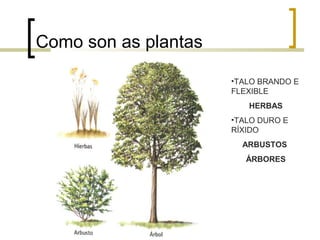 Como son as plantas
•TALO BRANDO E
FLEXIBLE
HERBAS
•TALO DURO E
RÍXIDO
ARBUSTOS
ÁRBORES
 
