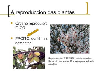 A reproducción das plantas
 Órgano reprodutor:
FLOR
 FROITO: contén as
sementes
Reproducción ASEXUAL: non interveñen
flores nin sementes. Por exemplo mediante
escallos
 