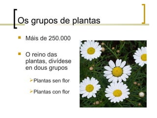 Os grupos de plantas
 Máis de 250.000
 O reino das
plantas, divídese
en dous grupos
Plantas sen flor
Plantas con flor
 