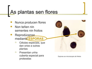 As plantas sen flores
 Nunca producen flores
 Non teñen nin
sementes nin froitos
 Reprodúcense
mediante ESPORAS
 Células especiais, que
dan orixe a outras
plantas
 Presentan unha
cuberta especial para
protexelas
Esporas ao microscopio de fieitos
 