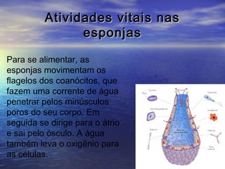 Atividades vitais nas
esponjas
Para se alimentar, as
esponjas movimentam os
flagelos dos coanócitos, que
fazem uma corrente de água
penetrar pelos minúsculos
poros do seu corpo. Em
seguida se dirige para o átrio
e sai pelo ósculo. A água
também leva o oxigênio para
as células.

 