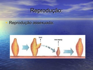 Reprodução:
• Reprodução assexuada:

 
