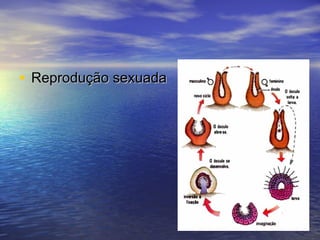 • Reprodução sexuada

 