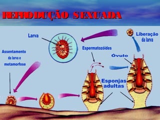 R R
EP ODUÇÃO SEXUADA

 