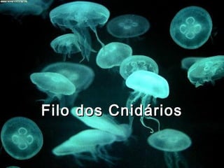 Filo dos Cnidários

 