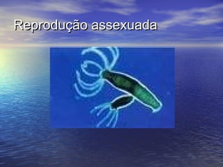 Reprodução assexuada

 