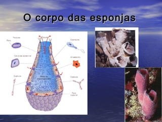 O corpo das esponjas

 