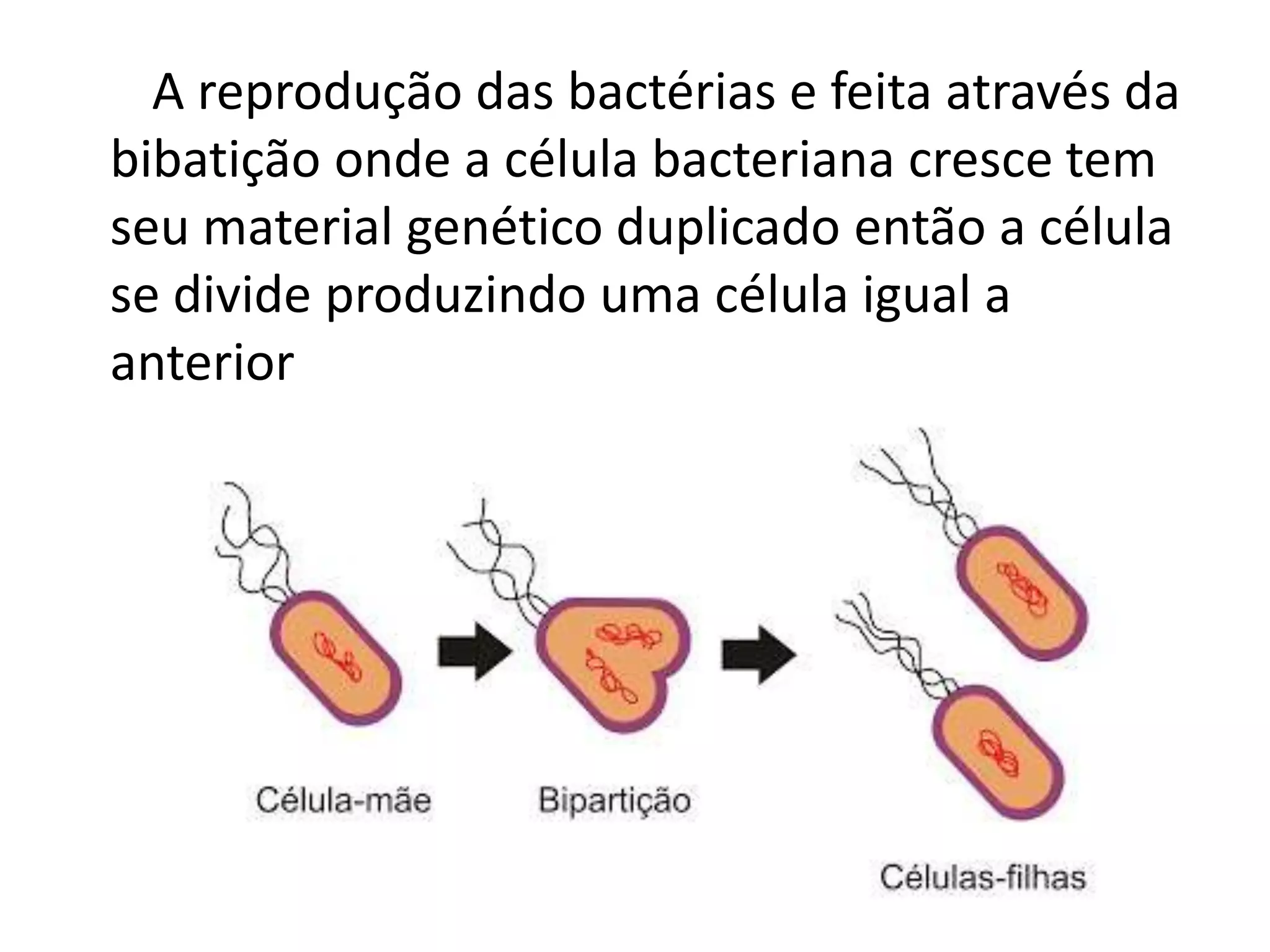 O REINO MONERA | PPTX