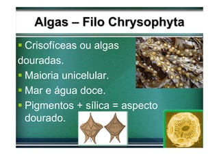 Algas – Filo Chrysophyta
 Crisofíceas ou algas
douradas.
 Maioria unicelular.
 Mar e água doce.
 Pigmentos + sílica = aspecto
 dourado.
 
