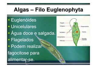 Algas – Filo Euglenophyta
  Euglenóides
  Unicelulares
  Água doce e salgada.
  Flagelados
  Podem realizar
fagocitose para
alimentar-se.
 