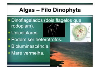 Algas – Filo Dinophyta
Dinoflagelados (dois flagelos que
rodopiam).
Unicelulares.
Podem ser heterótrofos.
Bioluminescência.
Maré vermelha.
 