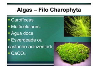 Algas – Filo Charophyta
 Carofíceas.
 Multicelulares.
 Água doce.
 Esverdeada ou
castanho-acinzentado.
 CaCO3.
 