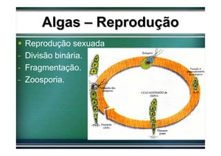 Algas – Reprodução
  Reprodução sexuada
- Divisão binária.
- Fragmentação.
- Zoosporia.
 