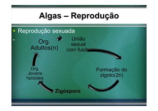 Algas – Reprodução
    Reprodução sexuada
-
 