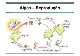 Algas – Reprodução
Alternância de gerações: indivíduos haplóides e
diplódes.
 