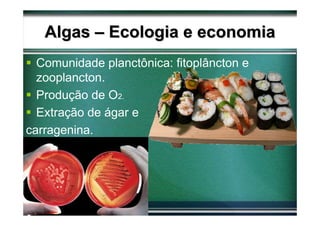 Algas – Ecologia e economia
  Comunidade planctônica: fitoplâncton e
  zooplancton.
  Produção de O2.
  Extração de ágar e
carragenina.
 