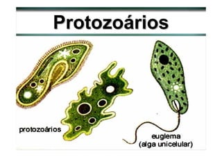Protozoários
 