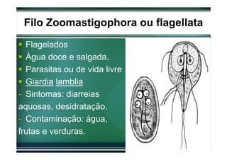 Filo Zoomastigophora ou flagellata
  Flagelados
  Água doce e salgada.
  Parasitas ou de vida livre
  Giardia lamblia
- Sintomas: diarreias
aquosas, desidratação.
- Contaminação: água,
frutas e verduras.
 