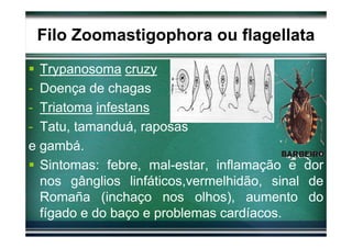 Filo Zoomastigophora ou flagellata
  Trypanosoma cruzy
- Doença de chagas
- Triatoma infestans
- Tatu, tamanduá, raposas
e gambá.
  Sintomas: febre, mal-estar, inflamação e dor
  nos gânglios linfáticos,vermelhidão, sinal de
  Romaña (inchaço nos olhos), aumento do
  fígado e do baço e problemas cardíacos.
 