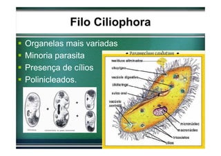 Filo Ciliophora
Organelas mais variadas
Minoria parasita
Presença de cílios
Polinicleados.
 