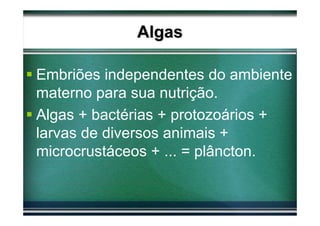 Algas

Embriões independentes do ambiente
materno para sua nutrição.
Algas + bactérias + protozoários +
larvas de diversos animais +
microcrustáceos + ... = plâncton.
 