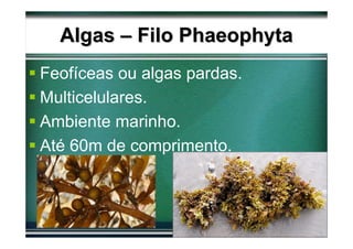 Algas – Filo Phaeophyta
Feofíceas ou algas pardas.
Multicelulares.
Ambiente marinho.
Até 60m de comprimento.
 