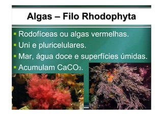 Algas – Filo Rhodophyta
Rodofíceas ou algas vermelhas.
Uni e pluricelulares.
Mar, água doce e superfícies úmidas.
Acumulam CaCO3.
 