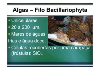 Algas – Filo Bacillariophyta
  Unicelulares
  20 a 200 µm.
  Mares de águas
frias e água doce.
  Células recobertas por uma carapaça
  (frústula): SiO2.
 