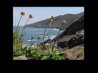 Releve costeiro: costa alta cantábrica.
 