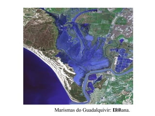 Marismas do Guadalquivir: Doñana.130
 